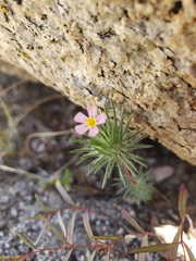 Leptosiphon ciliatus
