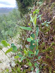 Cotoneaster integerrimus