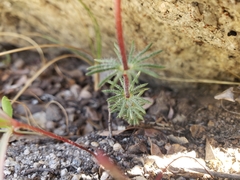 Leptosiphon ciliatus