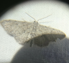 Idaea violacearia