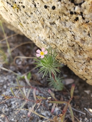Leptosiphon ciliatus