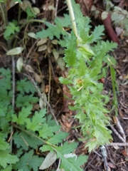 Pedicularis dudleyi