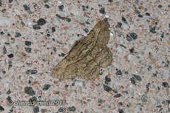 Hypomecis transcissa