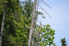 Sphyrapicus ruber