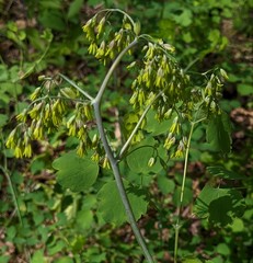 Thalictrum coriaceum