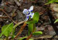 Lindernia microcalyx
