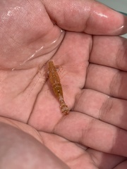 Leander tenuicornis
