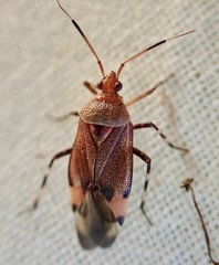 Deraeocoris olivaceus