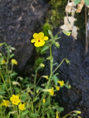 Erythranthe laciniata