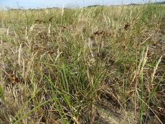 Carex arenaria