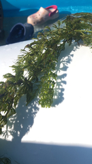 Ceratophyllum demersum