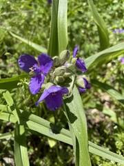 Tradescantia ernestiana