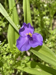 Tradescantia ernestiana
