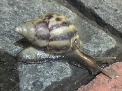 Lissachatina fulica