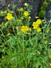 Erythranthe laciniata