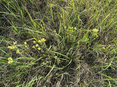Helichrysum arenarium