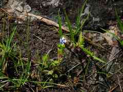 Lindernia microcalyx