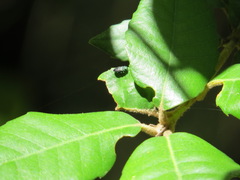 Buprestinae
