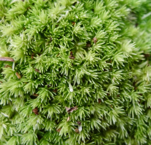 Leucobryum albidum