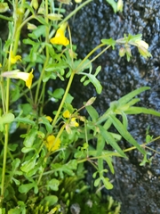 Erythranthe laciniata