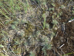 Corynephorus canescens