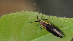 Mathildana newmanella