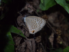 Jamides alecto alocina