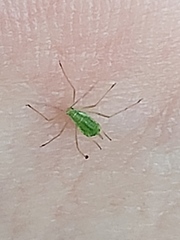 Aphididae