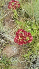 Crassula alba