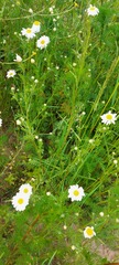 Tripleurospermum inodorum