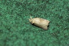 Nycteola asiatica