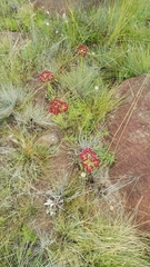 Crassula alba
