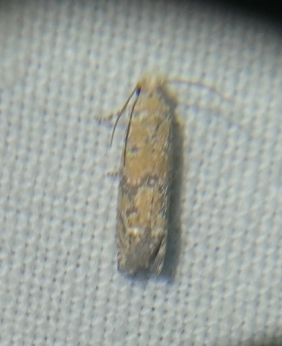 Pelochrista pallidipalpana