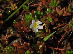 Portulaca sedifolia