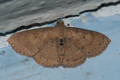 Homodes bracteigutta