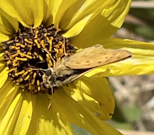 photo of Fiery Skipper (Hylephila phyleus)