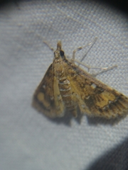 Niphograpta albiguttalis