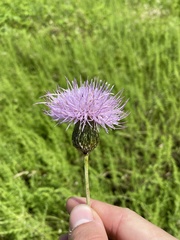 Cirsium engelmannii