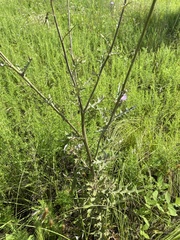 Cirsium engelmannii