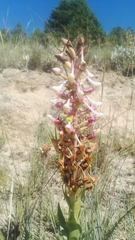 Disa cooperi