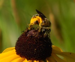 Andrena rudbeckiae