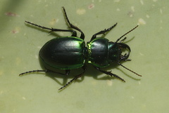 Pasimachus viridans