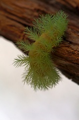 Automeris coresus