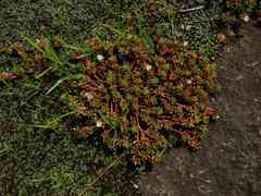Portulaca sedifolia