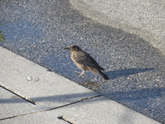 Monticola solitarius