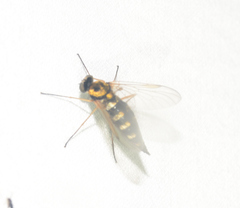 Chrysopilus ornatus