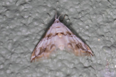 Oxyelophila callista