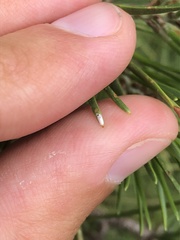 Chionaspis pinifoliae