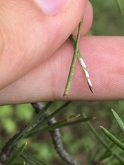 Chionaspis pinifoliae