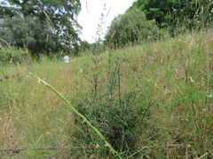 Brachypodium phoenicoides